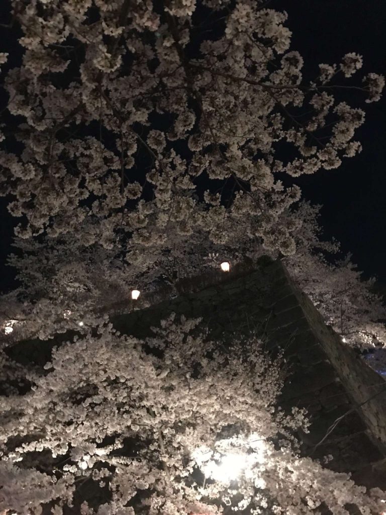 夜桜